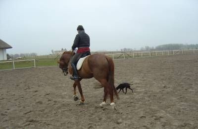 Reiten